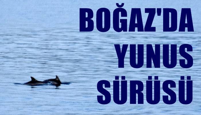 Çanakkale Boğazı’nda yunus sürüsü görüntülendi (VİDEO)