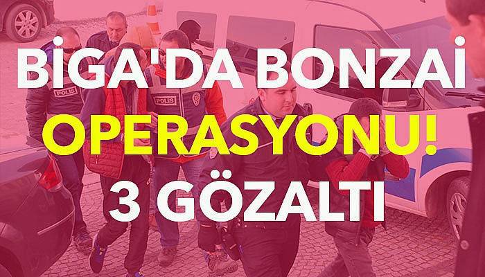 Biga'da bonzai operasyonu! 3 gözaltı