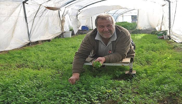 Seradaki yabani otları ürüne zarar vermemek için yürüteçle topluyor (VİDEO)