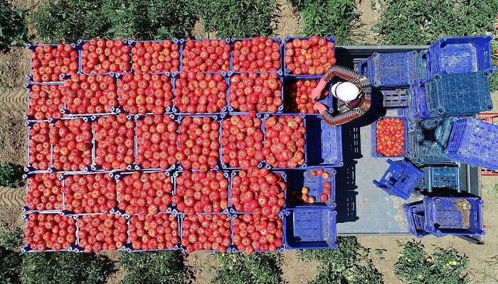 Son tarla domatesleri pazarda 4 TL’ye çıktı