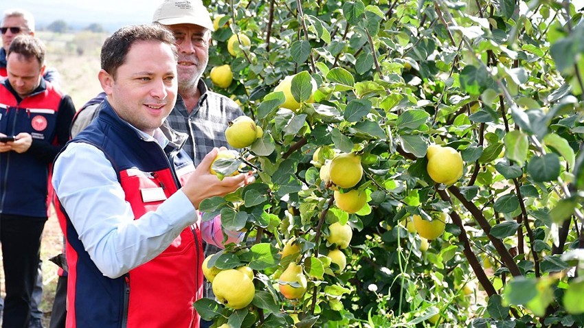 Biga Kaymakamı Kayabaşı Ayva Hasadına Katıldı