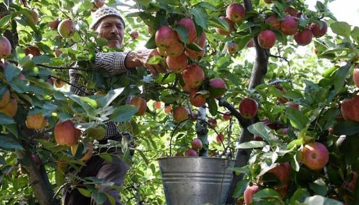 Bayramiç Elması Üreticinin Yüzünü Güldürdü  