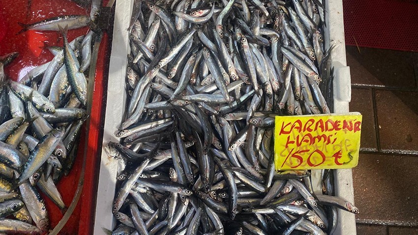 Balıkçıların Yüzü Hamsi İle Güldü