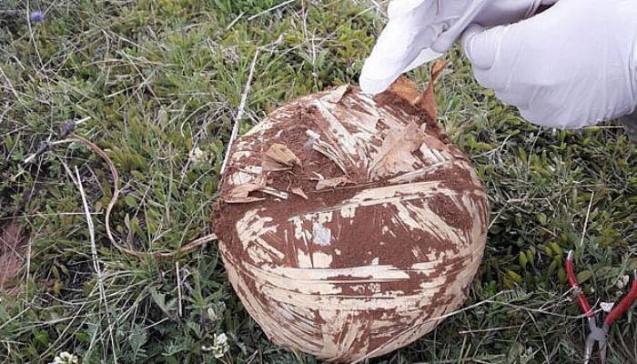 Bingöl'de toprağa gömülü 3 patlayıcı bulundu