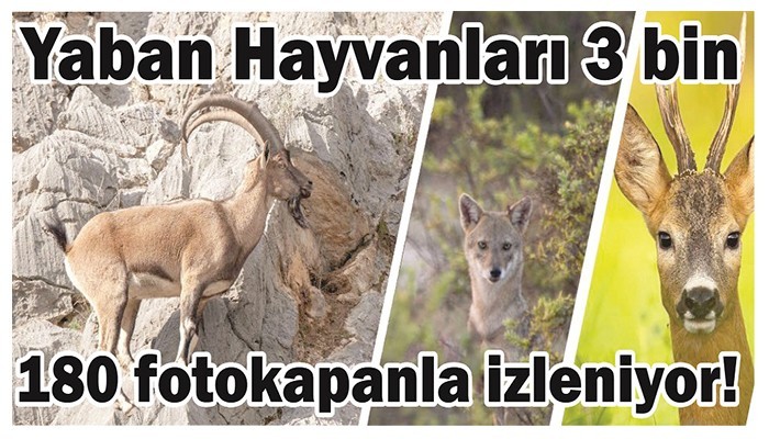 Yaban Hayvanları 3 bin 180 fotokapanla izleniyor!