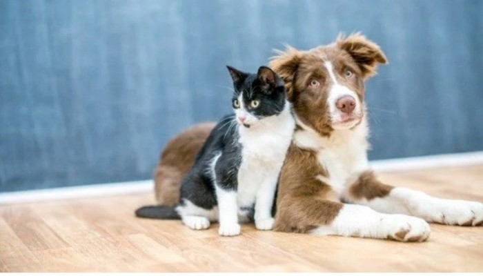 Kedi ve köpek sahipleri dikkat! Çip için yasal süre 31 Aralık’ta doluyor