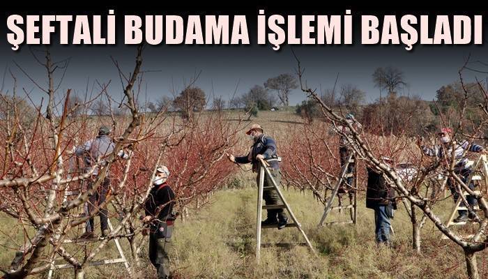 Yasaktan muaf çiftçiler, şeftali bahçelerinde budama işlemine başladı (VİDEO)