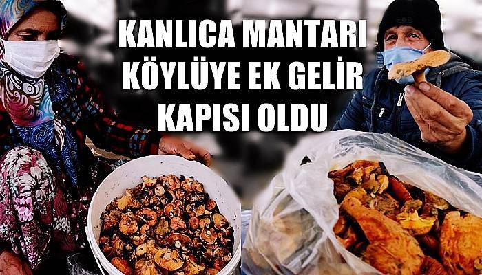 Çanakkale'de kanlıca mantarı köylüye ek gelir kapısı oldu