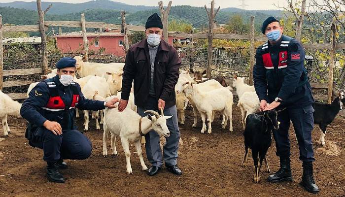 Kayıp koyunlar drone ile bulundu