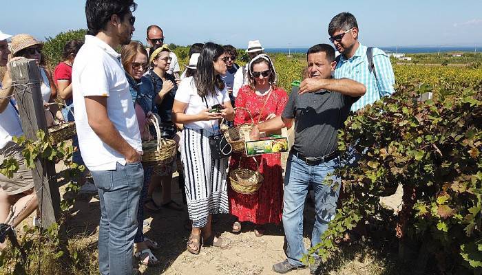 Bozcaada'da sepetini al, üzümünü kendin kes turizmi