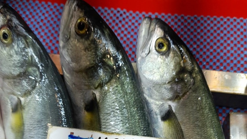 Çanakkale’de Lüfer Balığı Fiyatları 500 TL’ye Dayandı