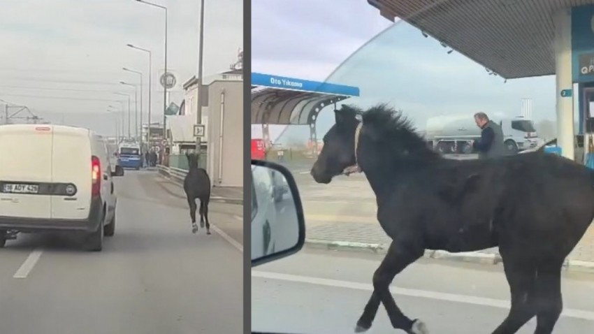 Başıboş tay adeta araçlarla yarıştı