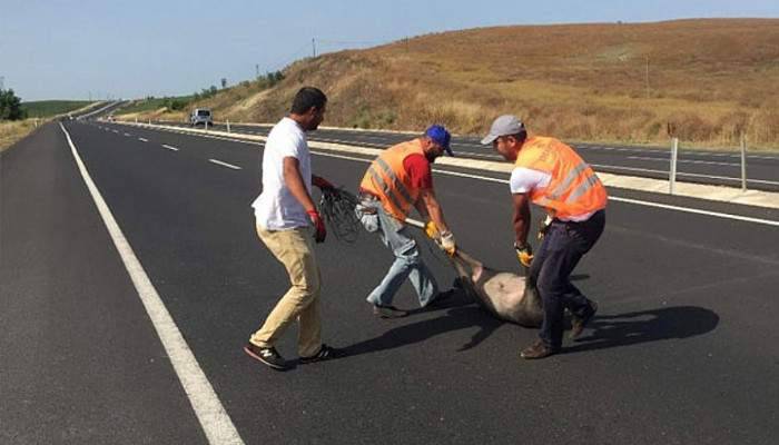 Tekirdağ’da sürücüleri tedirgin eden görüntü