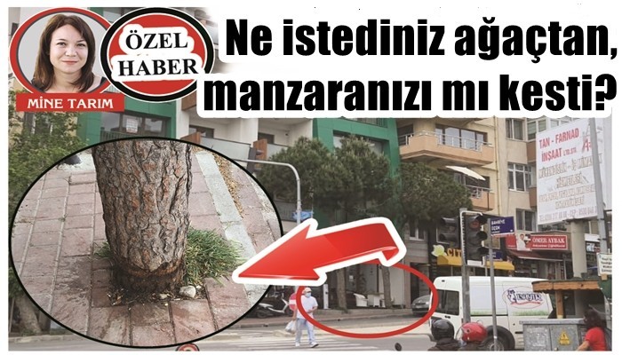 ŞEYTAN AYRINTIDA GİZLİDİR: Ne istediniz ağaçtan, manzaranızı mı kesti?