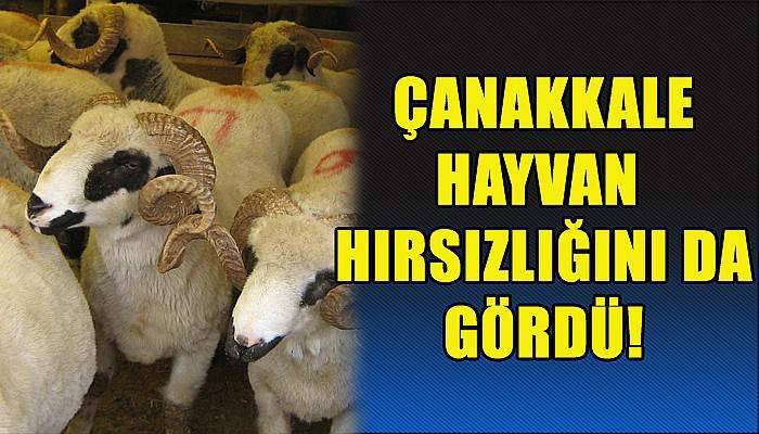 Çanakkale hayvan hırsızlığını da gördü!
