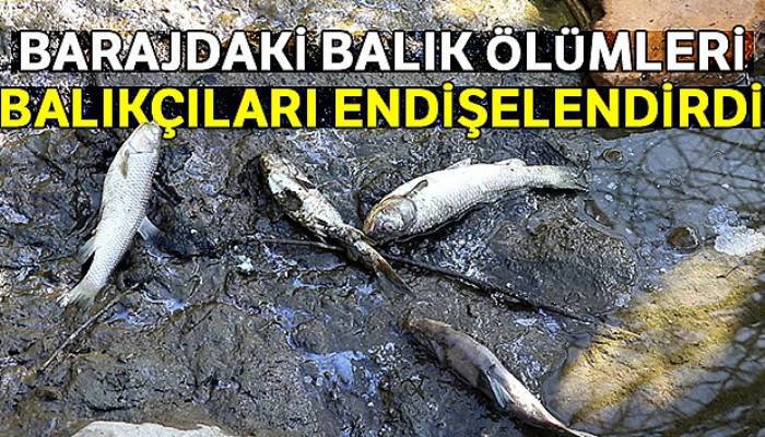 Barajdaki balık ölümleri balıkçıları endişelendirdi