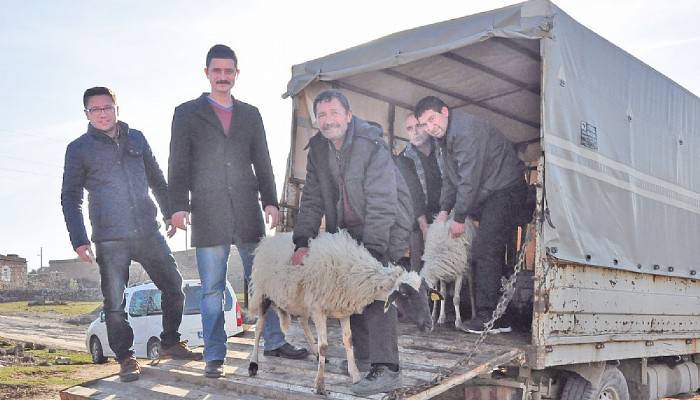 Depremde küçükbaş hayvanları telef olan üreticilere destek