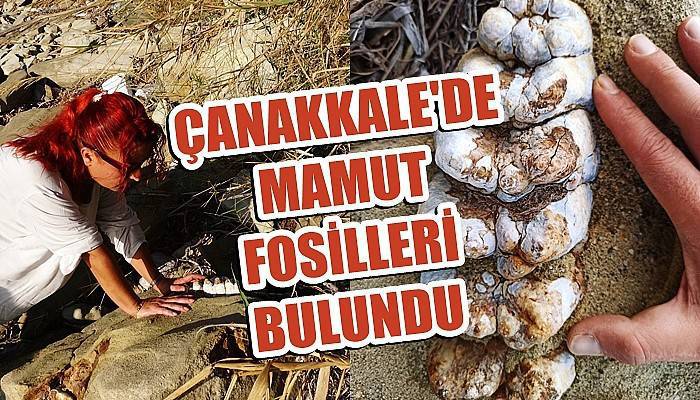 Çanakkale’de 9 milyon yıl öncesine ait mamut fosilleri bulundu (VİDEO)