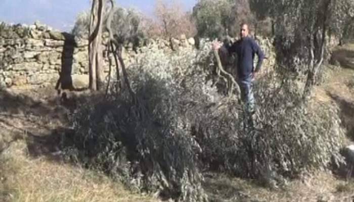 Aydın’da kar felaketi