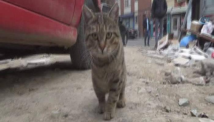 Bacağı kesilen kedi, engelleri hayvanseverlerin yardımı ile aştı