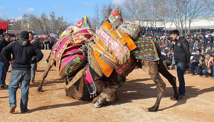  Yılın en büyük deve güreşi, 5 Şubat’ta Biga’da