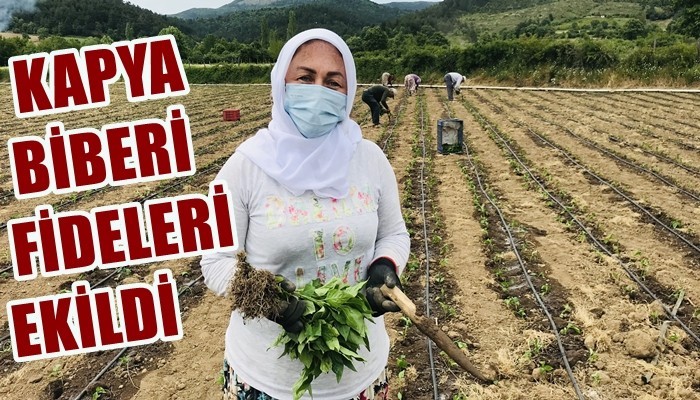 Yenice’nin kapya cinsi kırmızıbiber fideleri toprakla buluştu (VİDEO)