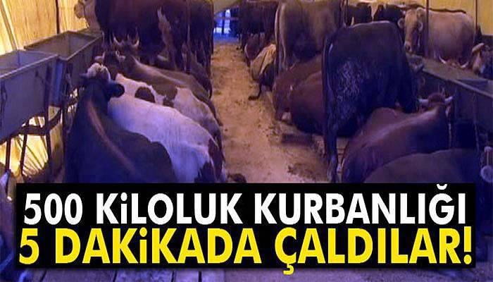 500 kiloluk kurbanlık danayı 5 dakikada çaldılar