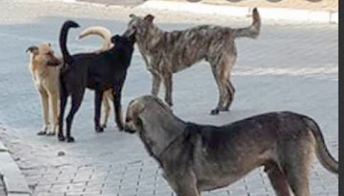 Dardanos’ta sokak köpekleri 10 yaşındaki çocuğa saldırdı
