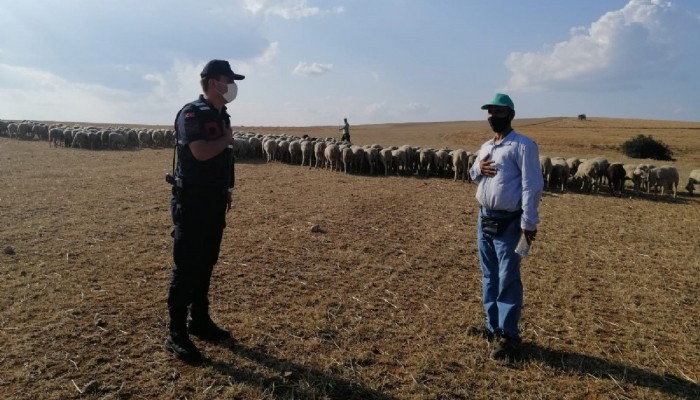 Kaybolan 55 koyun, drone ile buldu