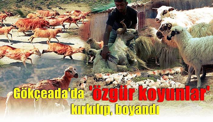 Gökçeada'da 'özgür koyunlar' kırkılıp, boyandı (VİDEO)