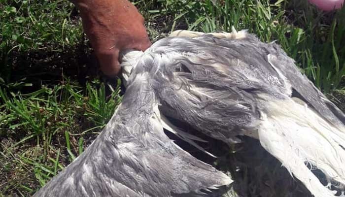 Müsilaja maruz kalan bir martı hayata döndürüldü