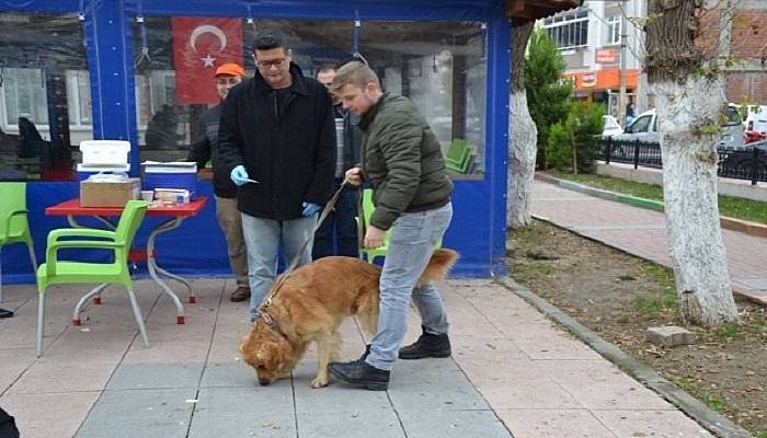 Biga'da kedi ve köpekler kuduza karşı aşılanıyor