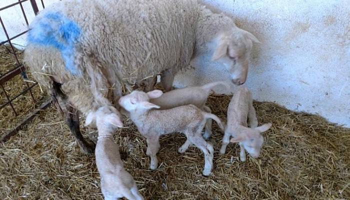 Ziraat Fakültesi Çiftliğinde Koyun Üretim Verimliliği Artıyor