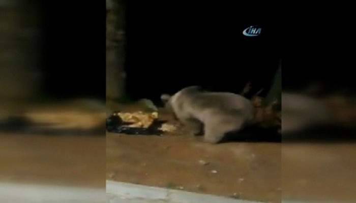 Uludağ ve Kazdağları’nda ayılar böyle görüntülendi