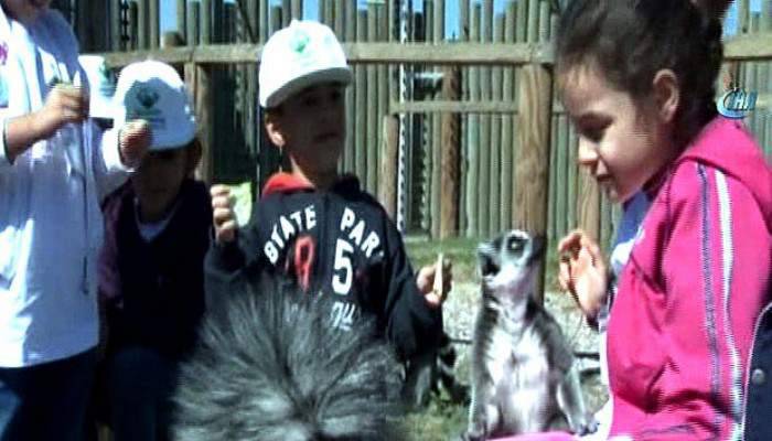  Soyu tükenmekte olan sevimli lemurlar çoğaldı