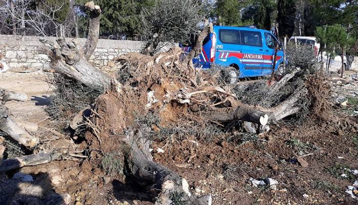 Köklenip budanan zeytin ağaçları için soruşturma!