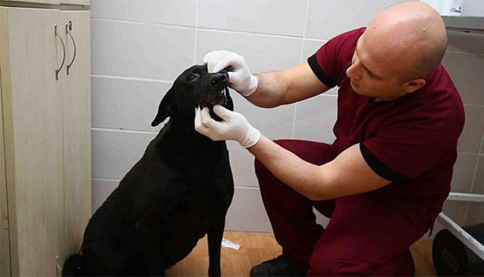 “Arap” emin ellerde