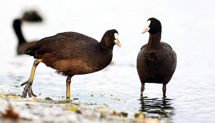 Kaçak avcılara 32 bin lira ceza