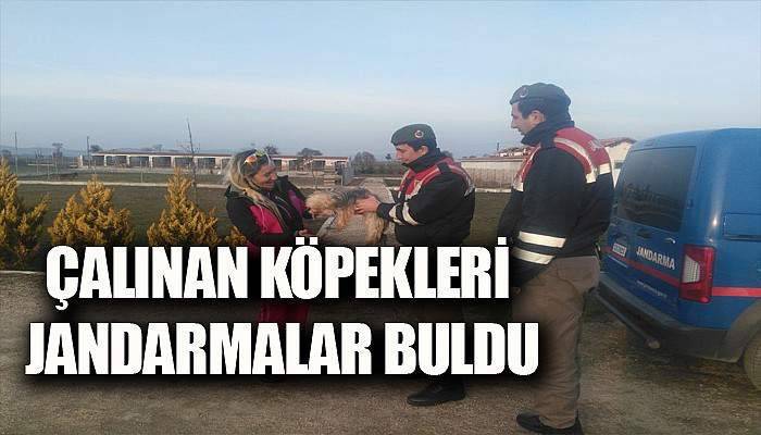  Çalınan köpekleri jandarma buldu
