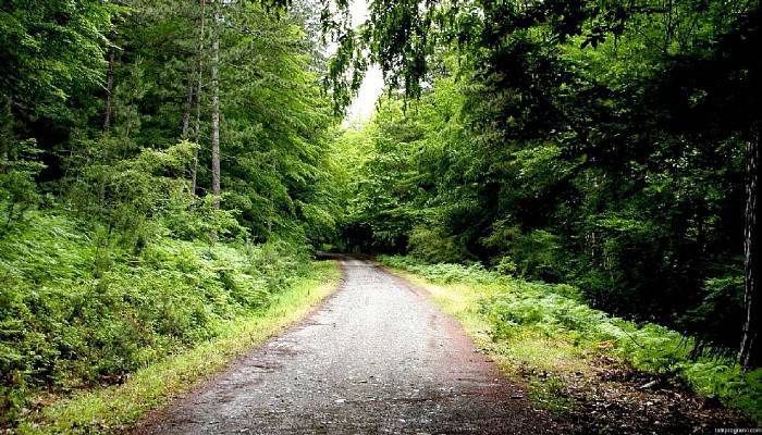 Ağaçların kurumasını etkileyen zararlıya rastlanmadı 