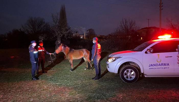 Çanakkale’de ata eziyet eden şahıs gözaltına alındı