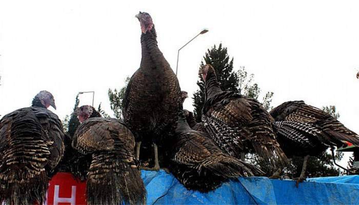 Hindi satıcısı 180 hindiyi dolandırıcıya kaptırdı