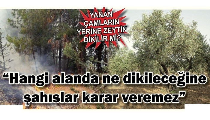 YANAN ÇAMLARIN YERİNE ZEYTİN DİKİLİR Mİ?: 'Hangi alanda ne dikileceğine şahıslar karar veremez'