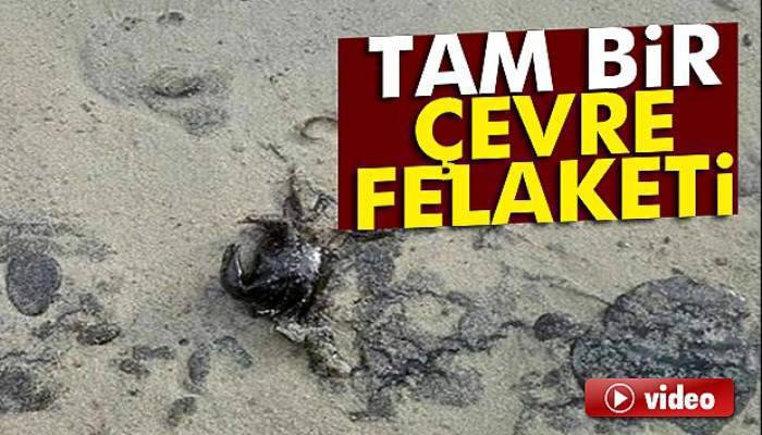 Tam bir çevre felaketi