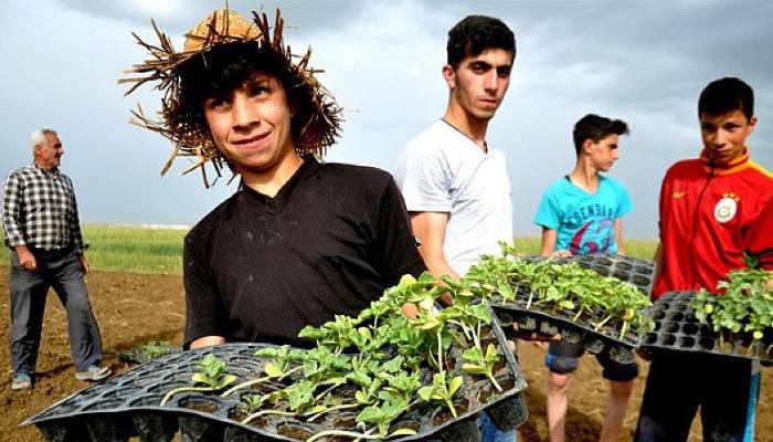 Diyarbakırlı aileler umutlarını Muş'ta toprağa bağladı