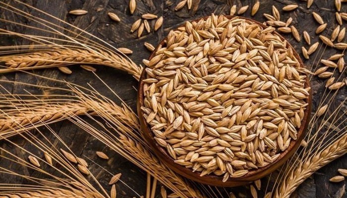 TMO TARAFINDAN ARPA SATIŞI GERÇEKLEŞTİRİLECEK