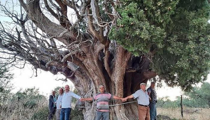  Bin yıllık olduğu öne sürülen dev servi için 'anıt ağaç' tescili isteği (VİDEO)