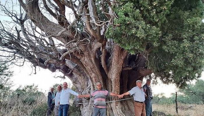  Bin yıllık olduğu öne sürülen dev servi için 'anıt ağaç' tescili isteği (VİDEO)