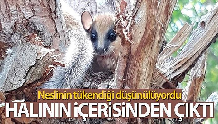 Neslinin tükendiği düşünülüyordu, halının içerisinden çıktı