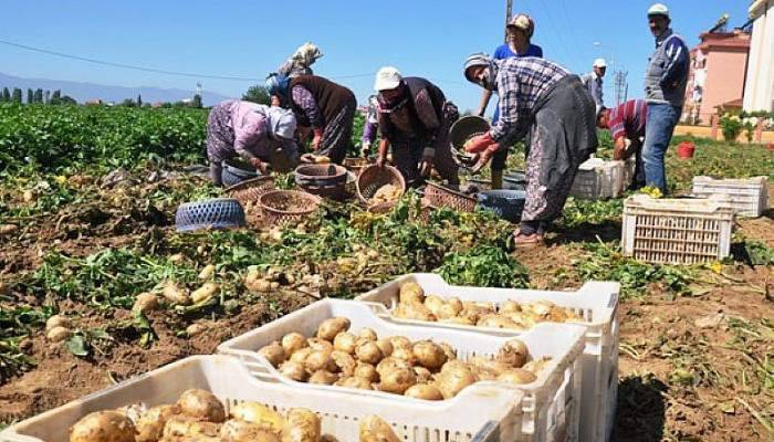 Pazarcılar satılmayan patatesleri çöpe dökmeye başladı